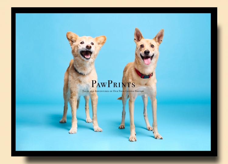 ペット撮影（犬）