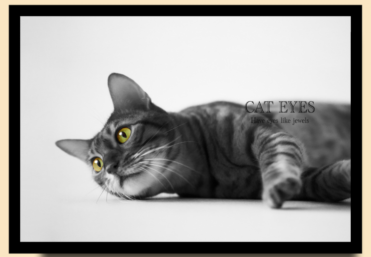 ペット撮影（猫）